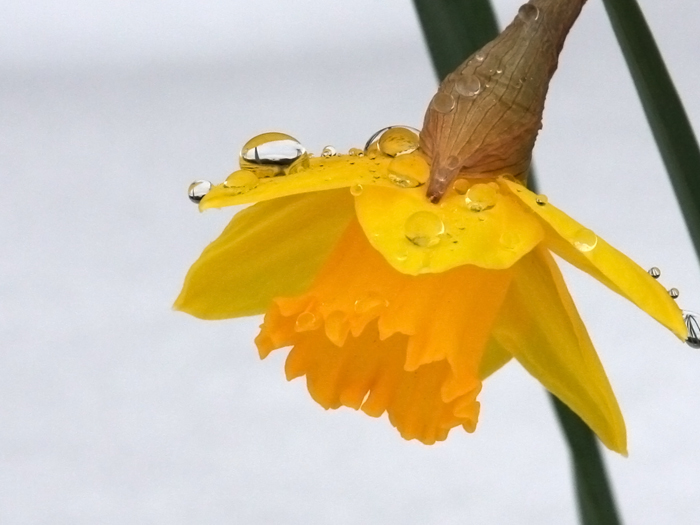 Nature Photography by Nateworks