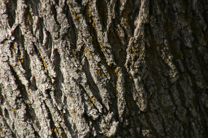 Nature Photography by Nateworks