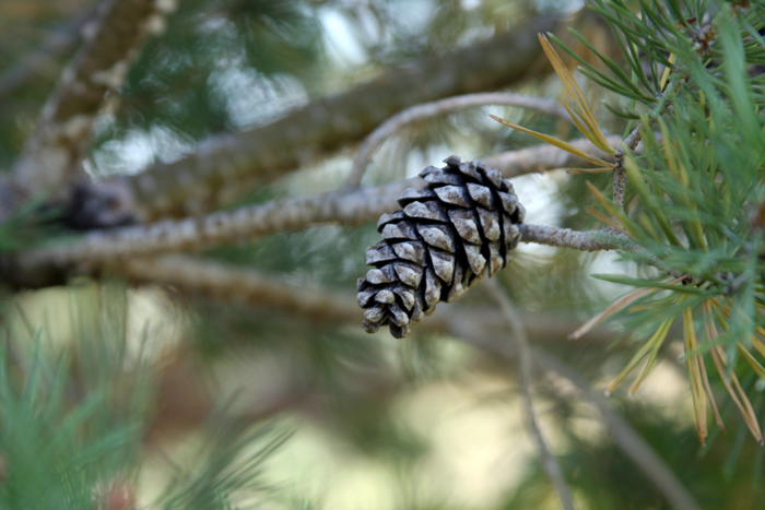 Nature Photography by Nateworks