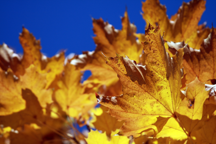 Nature Photography by Nateworks