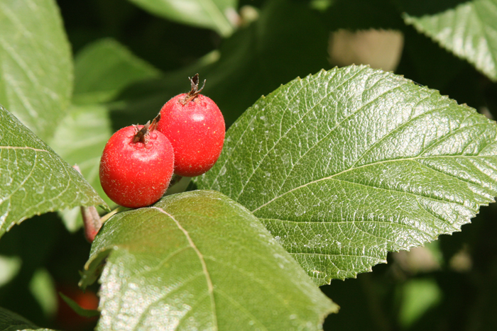 Nature Photography by Nateworks