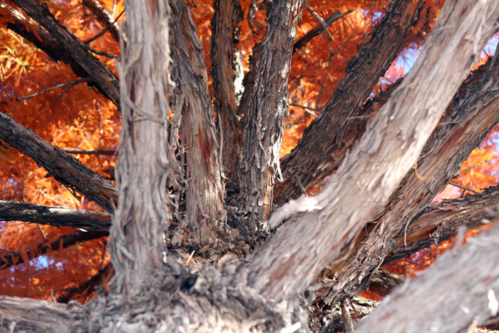 Nature Photography by Nateworks