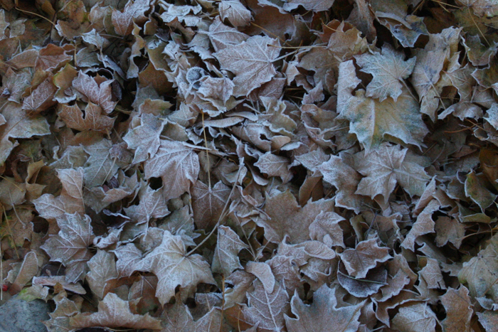 Nature Photography by Nateworks