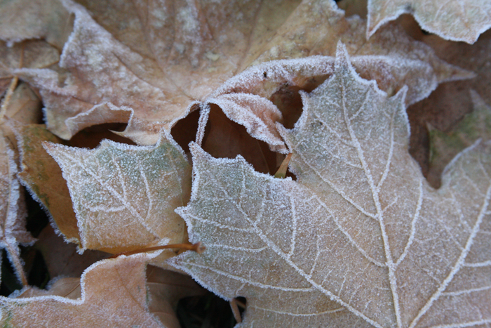 Nature Photography by Nateworks