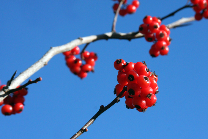 Nature Photography by Nateworks