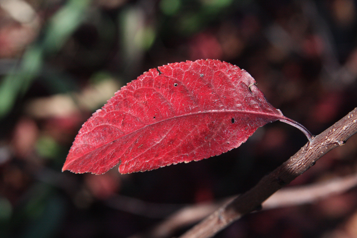 Nature Photography by Nateworks