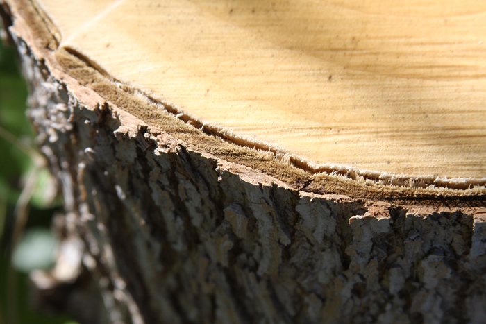 Personal Photography by Nateworks