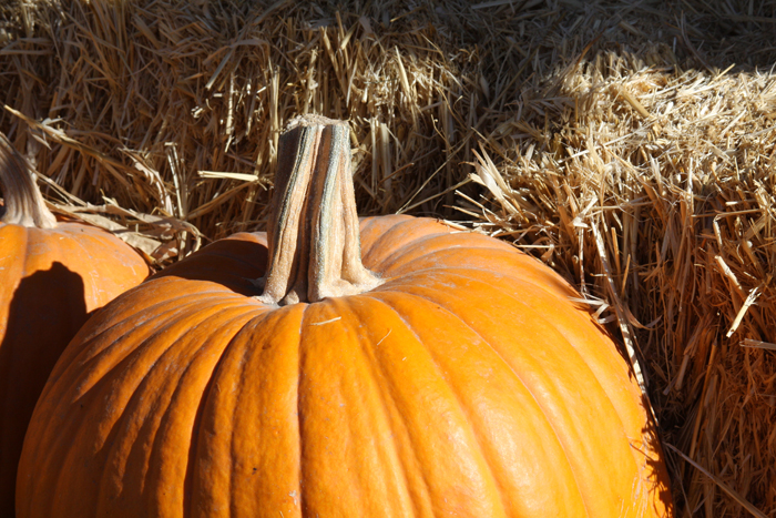 Personal Photography by Nateworks