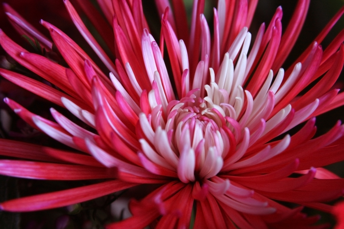 Personal Photography by Nateworks