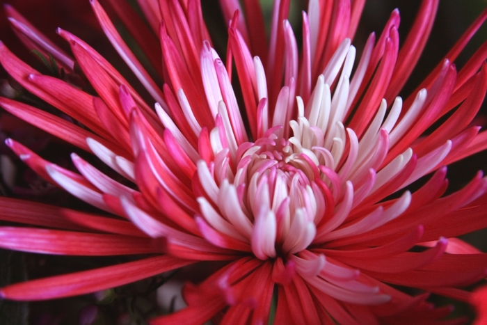 Personal Photography by Nateworks