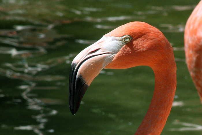 Wildlife Photography by Nateworks