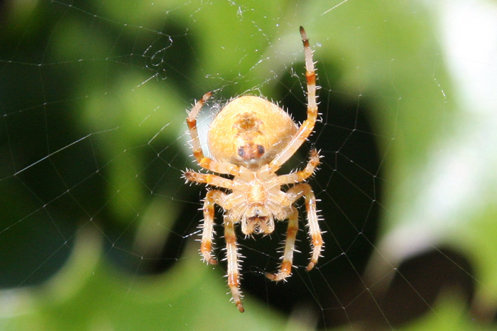 Wildlife Photography by Nateworks