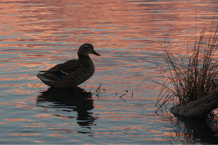 Wildlife Photography by Nateworks