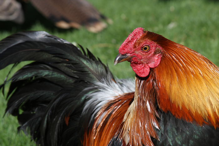 Wildlife Photography by Nateworks